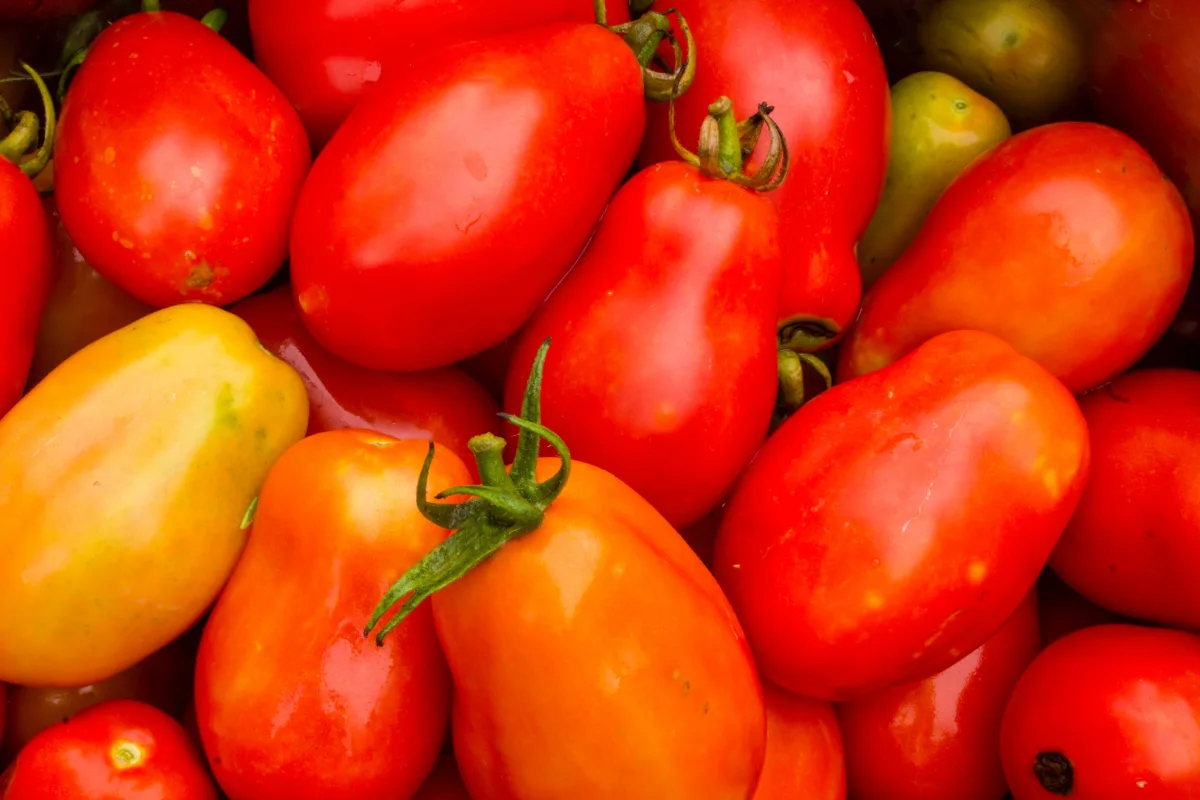 tomates roma les meilleures tomates gustatives récolte pour faire des sauces et conserves