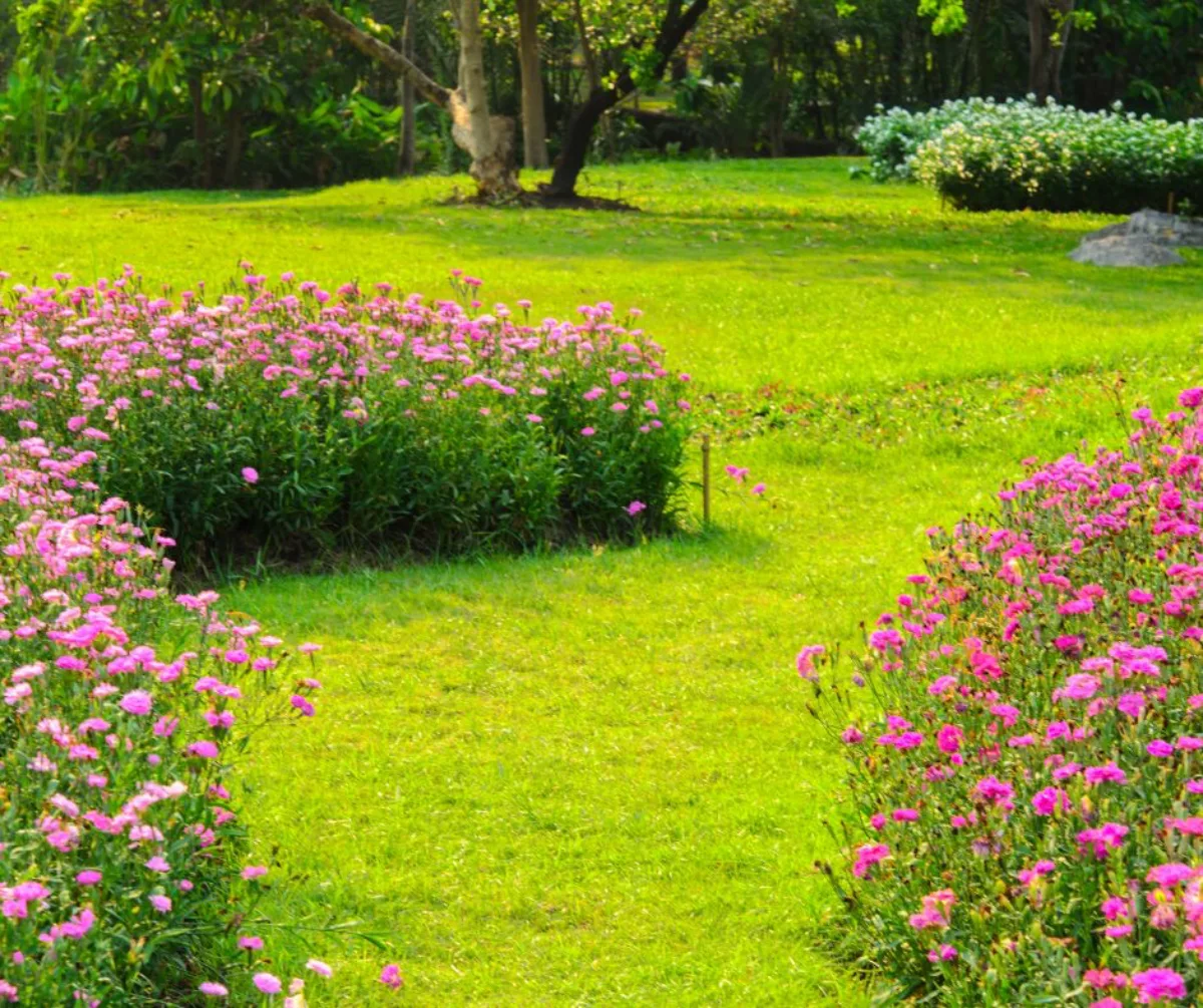 un chemin de jardin en gazon simple entouré de parterre de fleurs
