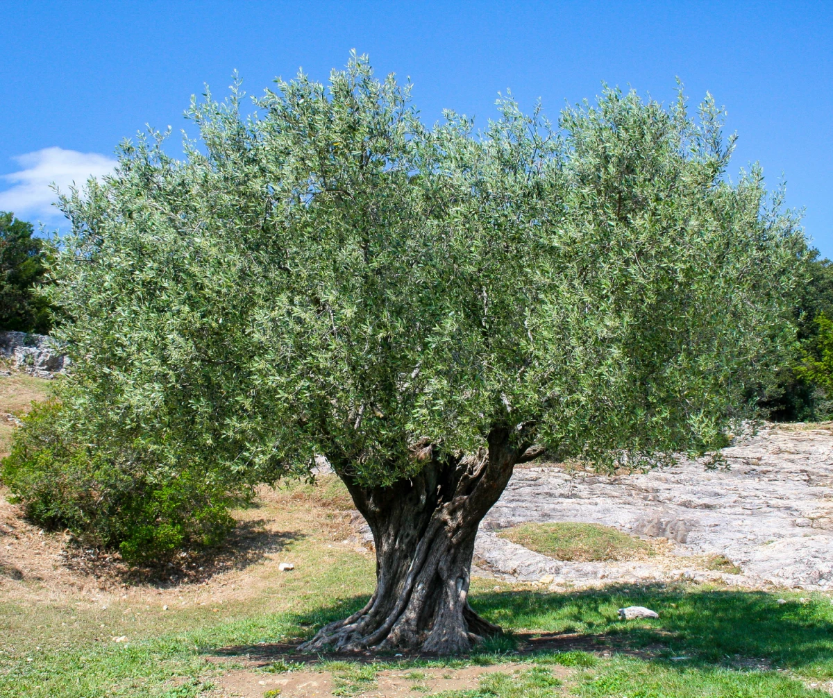 un grand olivier photo ciel blue