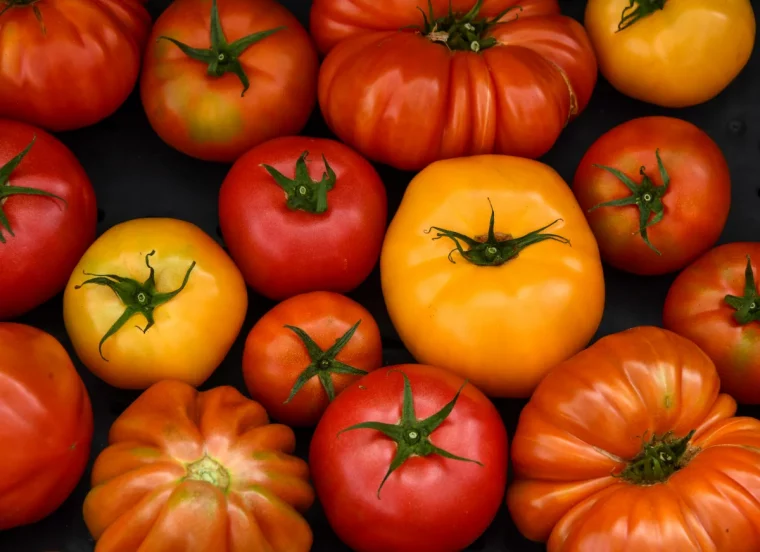 variété de tomates les plus productives quelles tomates semer planter en 2023