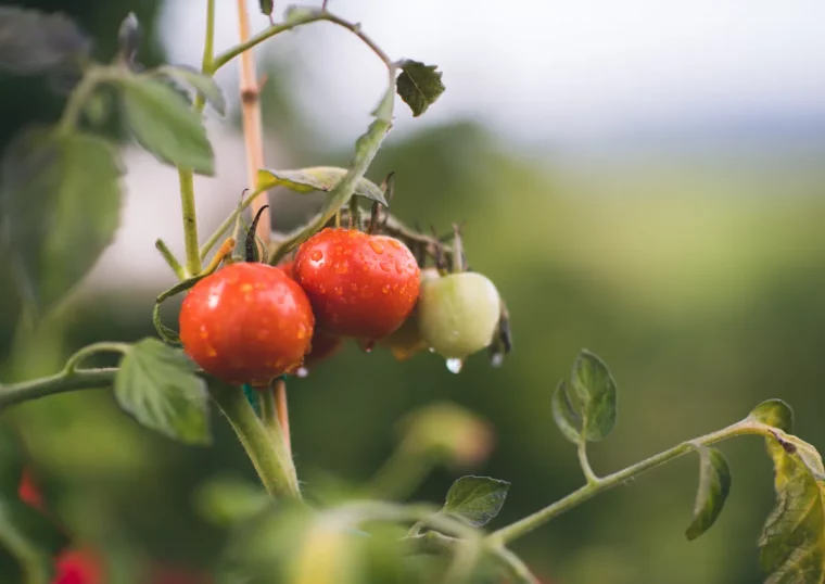 variétés de tomates quelles tomates semer et planter dans son potager en 2023