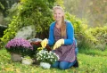 À quelle fréquence faut-il arroser les chrysanthèmes pour les faire pousser et fleurir ?