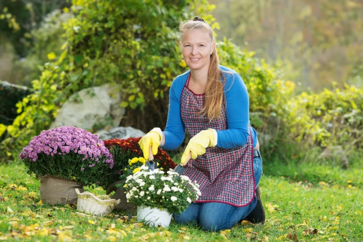 3 Con qué frecuencia se deben regar los crisantemos para que crezcan y florezcan (2) (1)