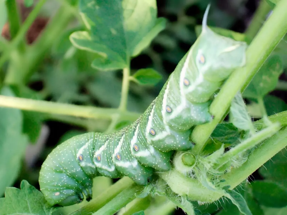 chenille verte qui peut rapidement detruire les jeunes plants de tomates