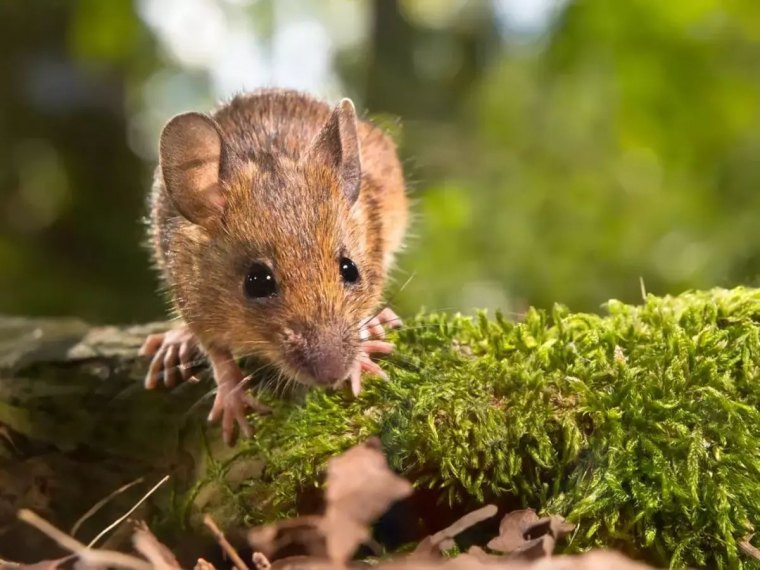 comment se debarrasser naturellement des mulots dans le jardin