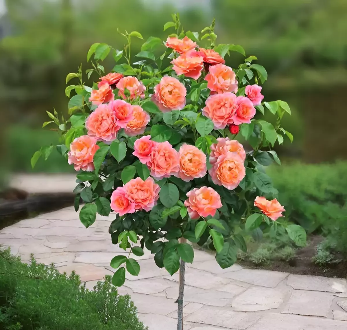 comment tailler des rosiers tiges au printemps pour obtenir ce jolie resultat avec beaucoup de fleurs