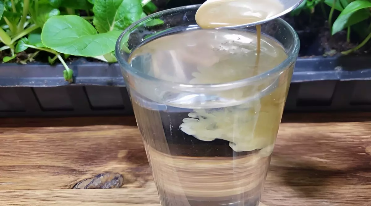 diluer du l engrais naturel dans un verre d eau
