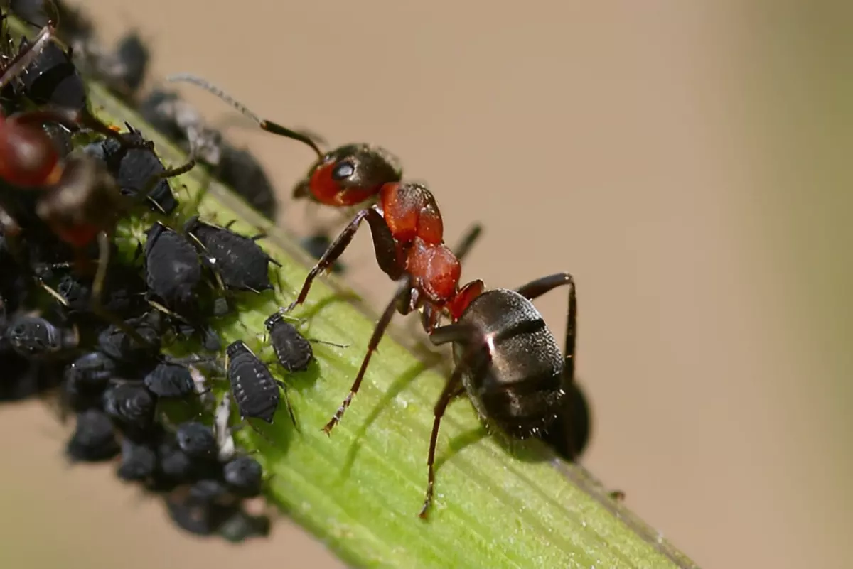 fourmis et pucerons qui attaquent les jeunes plants de tomates