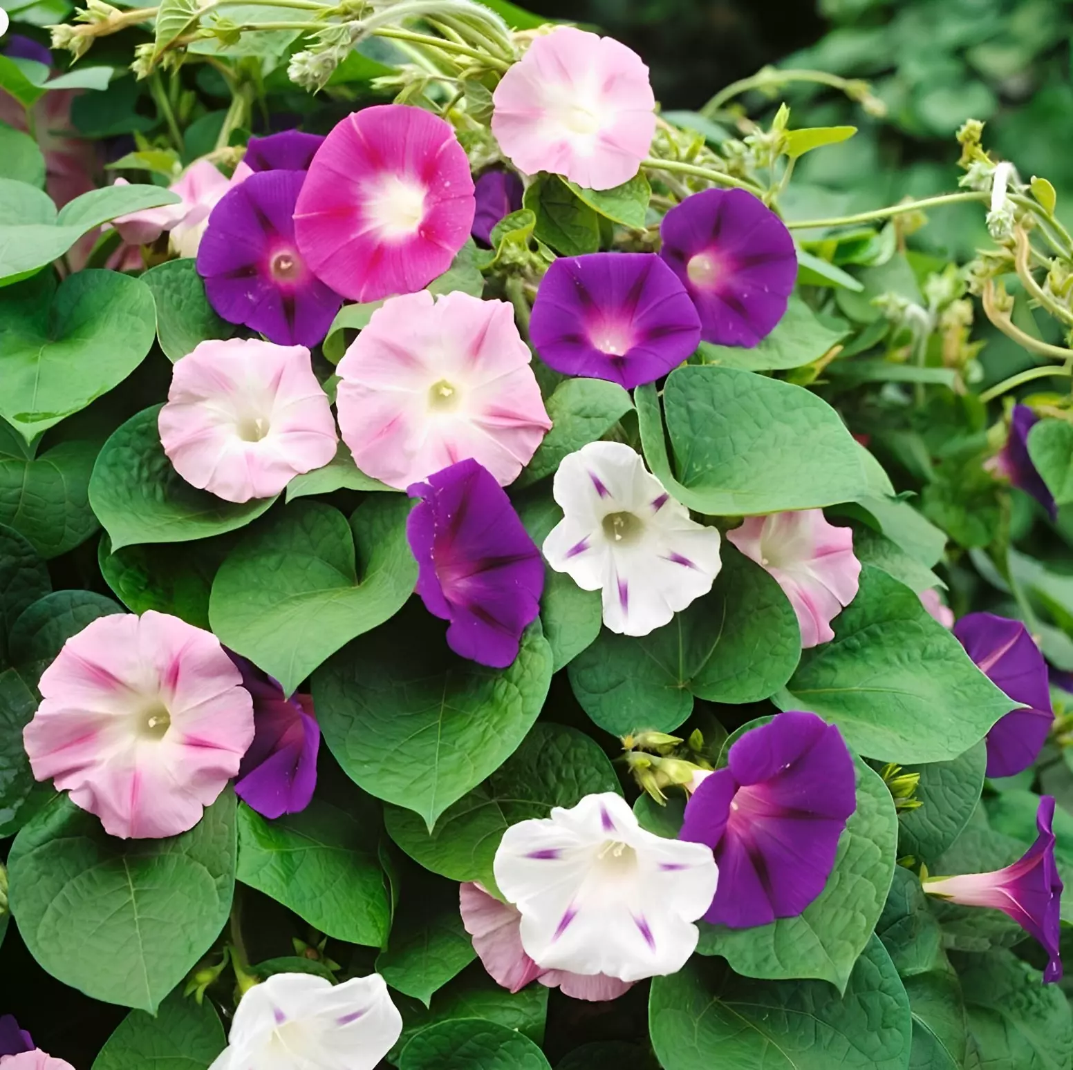 le wilec a fleurs bicouleurs dans les tons blanc rose violet