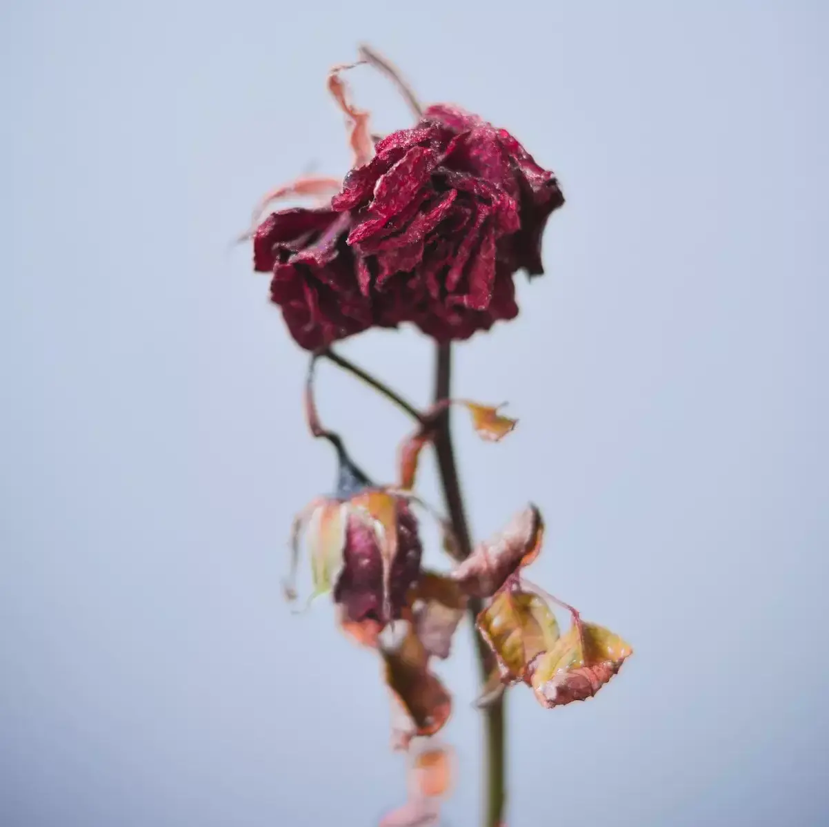 plante morte fleur fanée