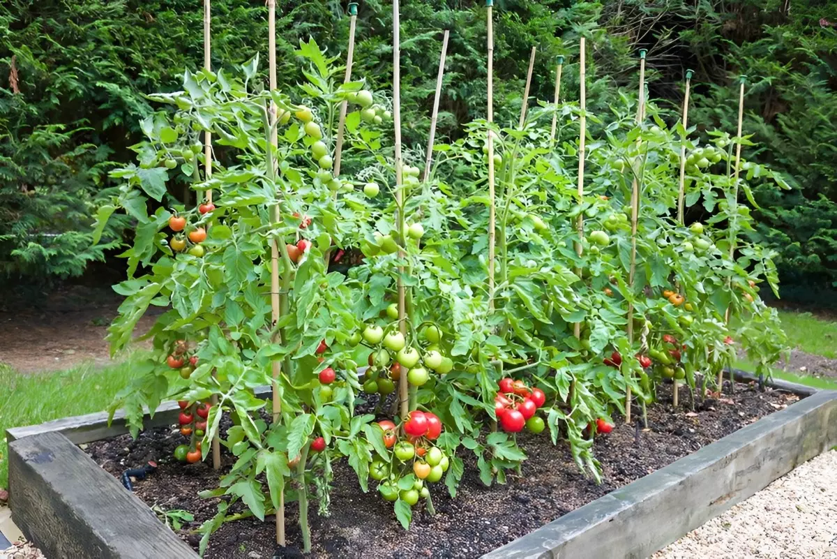 potager de tomates sur tuteurs avec des tomates rouges et des tomates vertes