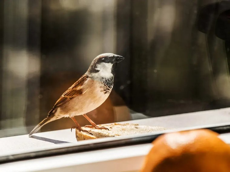 pourquoi les oiseaux chantent le matin un moineau au bord de la fenetre