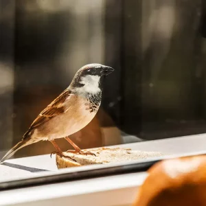 pourquoi les oiseaux chantent le matin un moineau perche a la fenetre