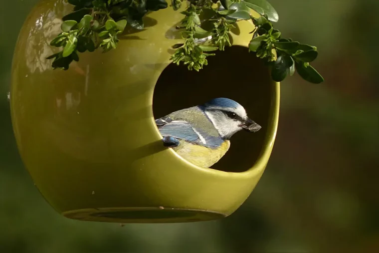 pourquoi les oiseaux chantent le matin un oiseau dans le mangeoire