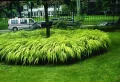 Que planter au pied de l’érable japonais pour le mettre en valeur ?