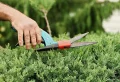 Avons-nous le droit de tailler les haies au printemps ?  Quel est le meilleur mois pour leur taille ? Les révélations des experts