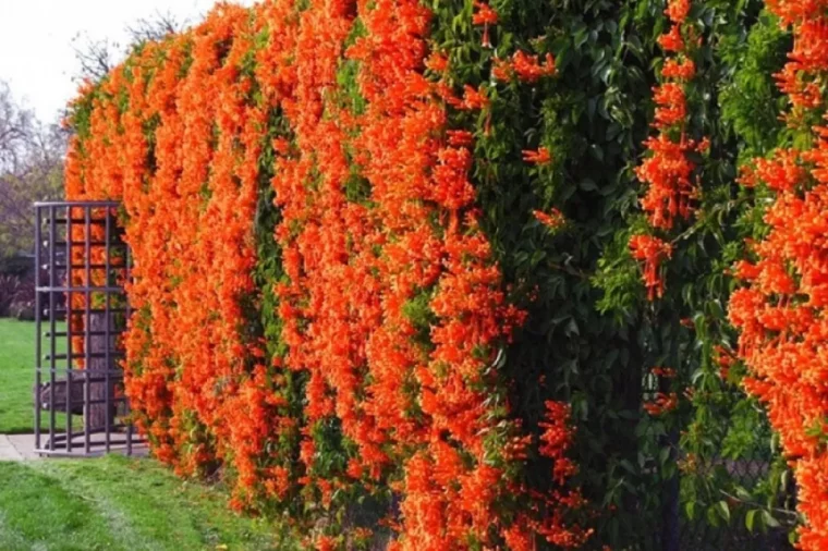 quelle est la meilleure plante grimpante persistante pour couvrir un grillage fleurshaie enfleurs orrange sur une grillade