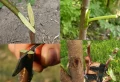 Comment faire reprendre un citronnier qui a perdu ses feuilles ? Quelle période pour greffer un citronnier ? Conseils de pro