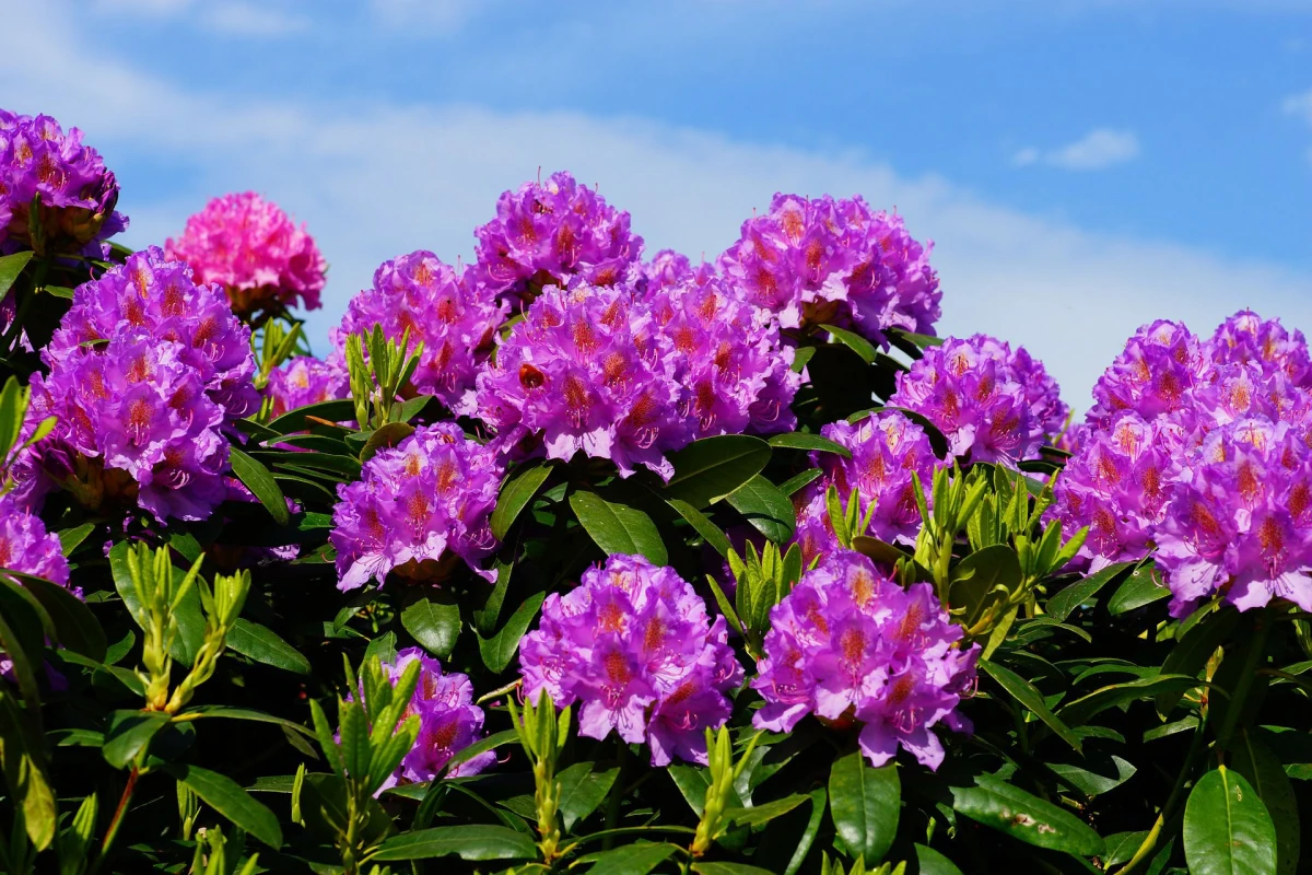 rhododendron feuilles vertes fleures roses