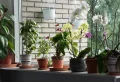 À quelle période mettre de l’engrais à une orchidée ? Établir une routine saine et adaptée aux besoins de la plante