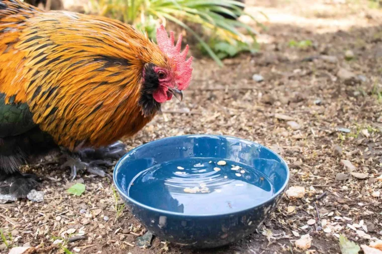 abrevoir pour poules bac bleu eau