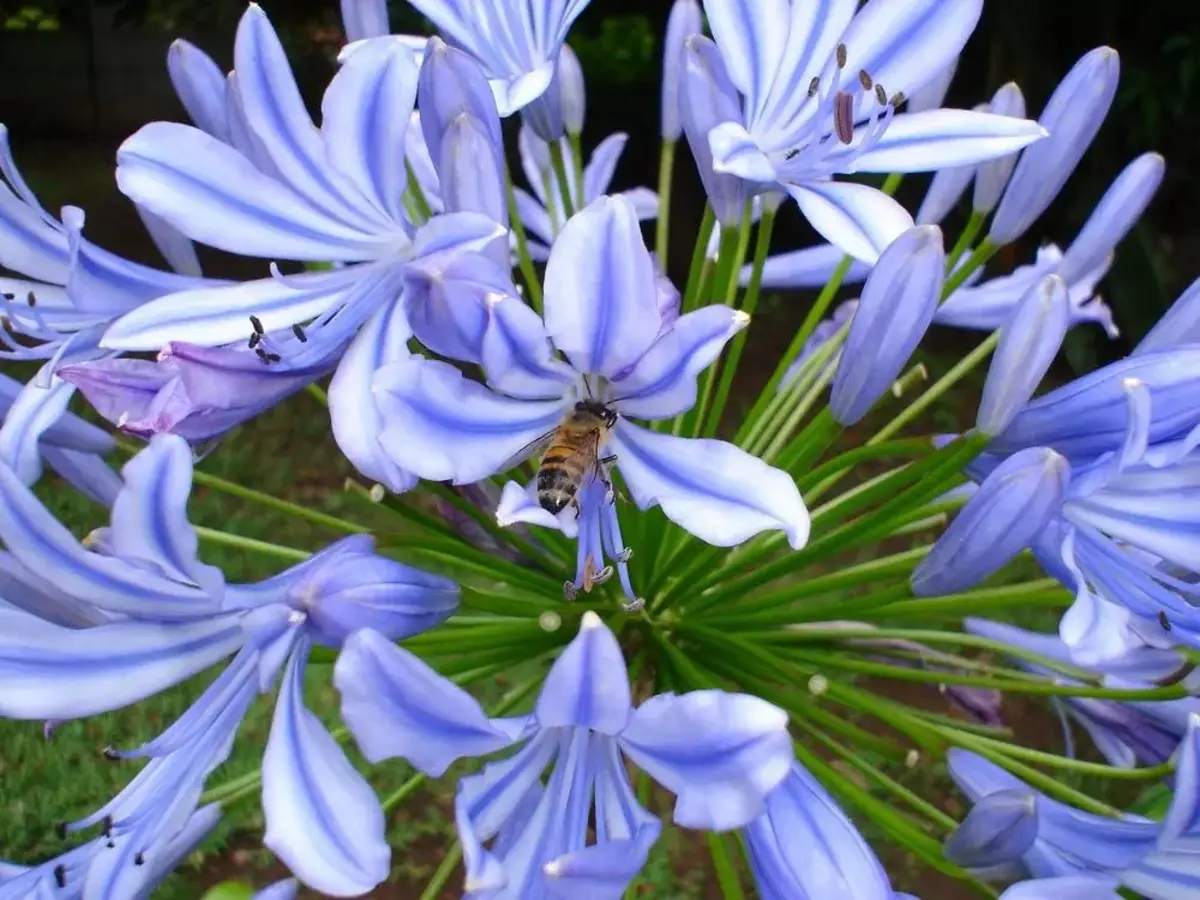 agapanthes en fleur avec abeille