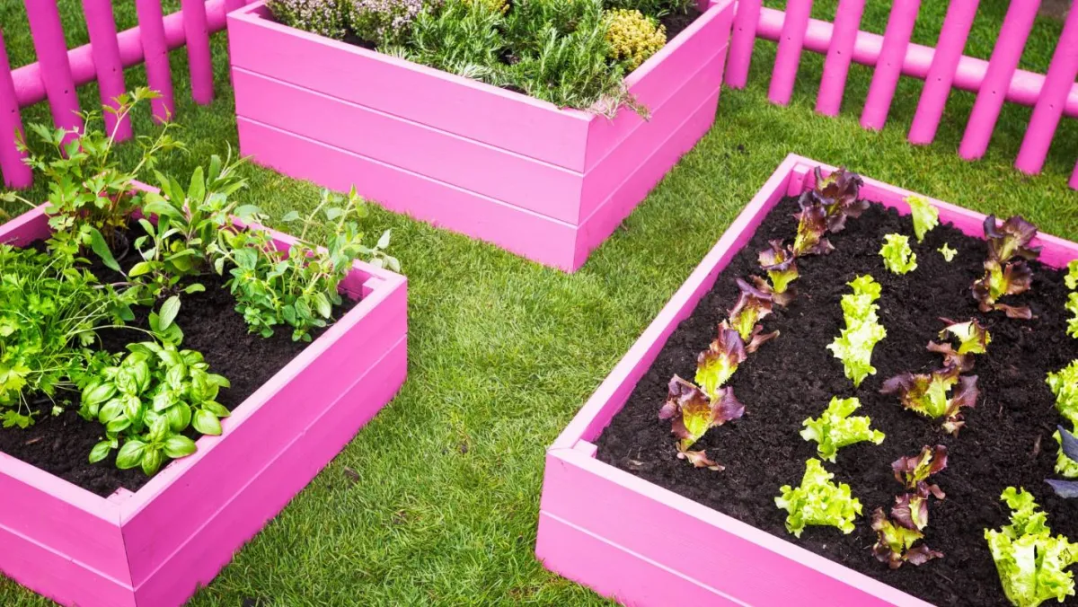 améliorer la qualité de la terre de son potager lits sureleves en rose