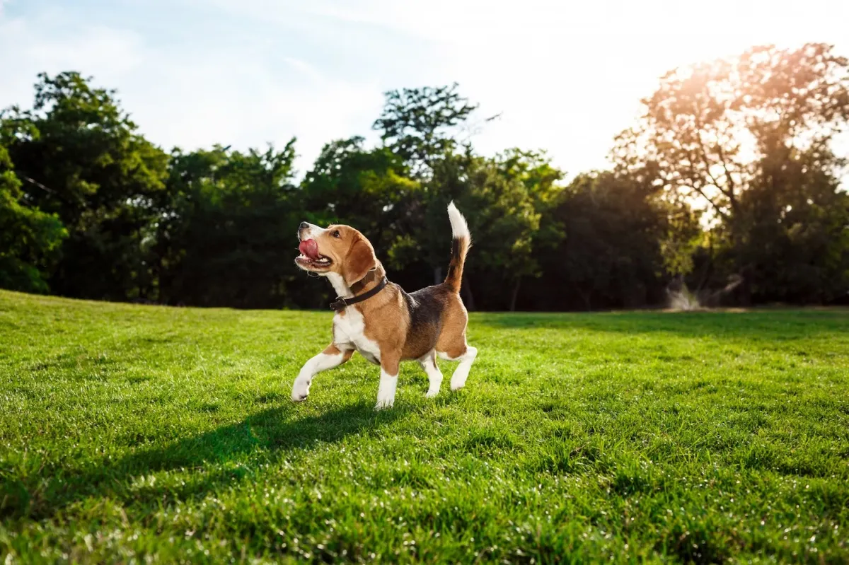 amenagement exterieur pour chien gazon entretien pelouse herbe