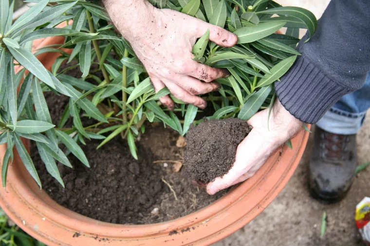 apport en engrais du laurier rose apres l hiver pot terre main