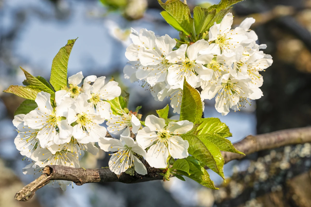 arbre fruitiers fleurs blanches