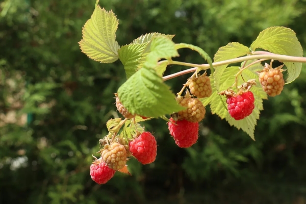 arbrisseaux fruits rouges framboisier feuillage nature jardin soleil