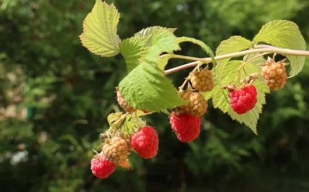 arbrisseaux fruits rouges framboisiers feuillage nature jardin soleil