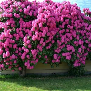 Quel est l'arbuste à fleurs qui pousse le plus rapidement ? Comment vous offrir de belles couleurs au printemps et même tout au long de l'année ?