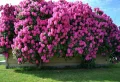 Quel est l’arbuste à fleurs qui pousse le plus rapidement ? Comment vous offrir de belles couleurs au printemps et même tout au long de l’année ?