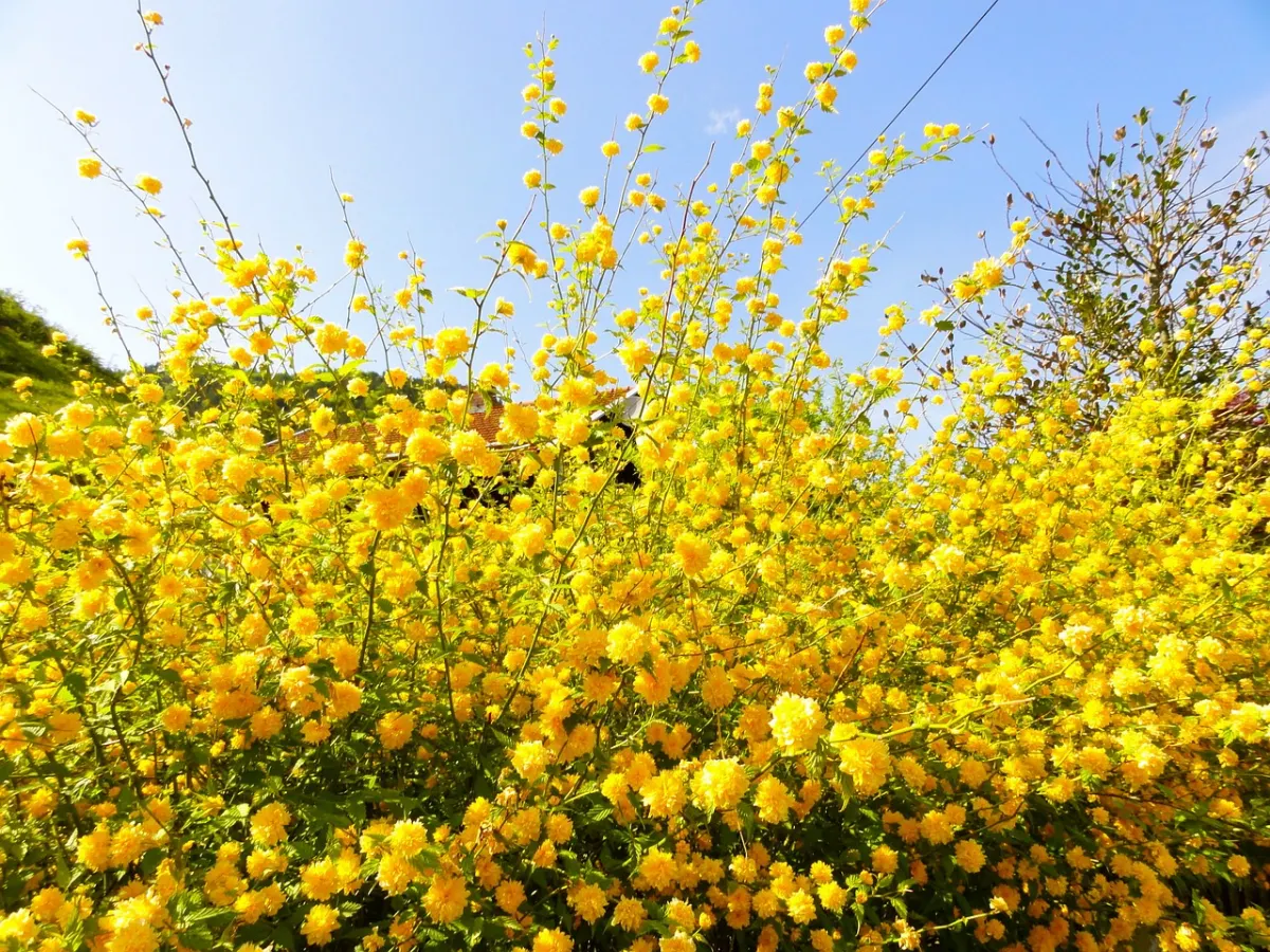 arbuste a fleurs jaunes corete du japon floraison printemps exposition soleil