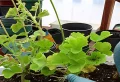 L’arrosage du géranium en hiver peut le ruiner ! Voici comment ne pas commettre cette erreur !