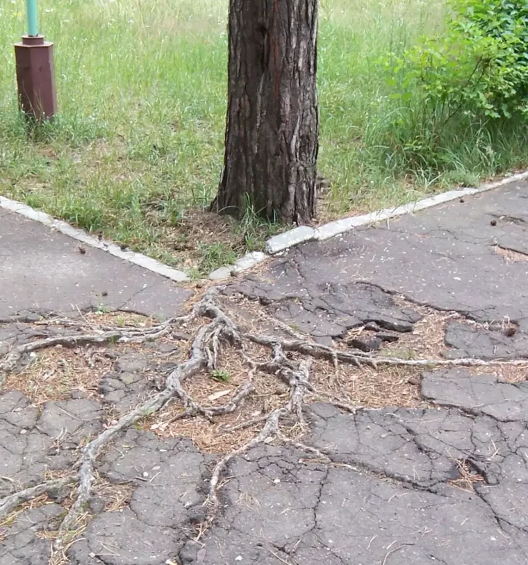 asphalte endommage par les racines d'un arbre