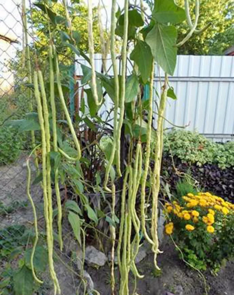 association des légumes dans le potager haricot vert