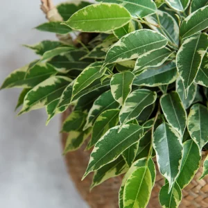 astuces pour avoir un ficus benjamina en bonne sante