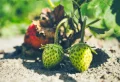 Comment avoir des fraises sucrées et ne plus déguster des baies sans goût