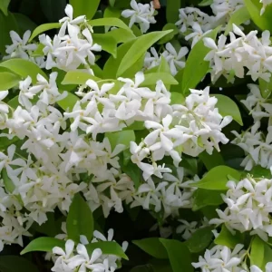 Que planter au pied d'un jasmin ? Les plantes compagnes du jasmin étoilé pour un jardin éblouissant