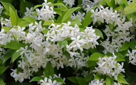 buisson de jasmin etoile en abondance de fleurs blanches en forme d etoile
