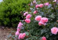 Que planter au pied des lauriers roses : le guide d’entretien complet pour sublimer votre jardin