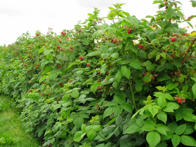 buissons de framboises fruits rouges