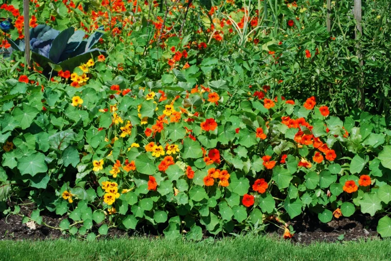 capucine grimpante jardin pelouse verte fleurs jaunes et orange