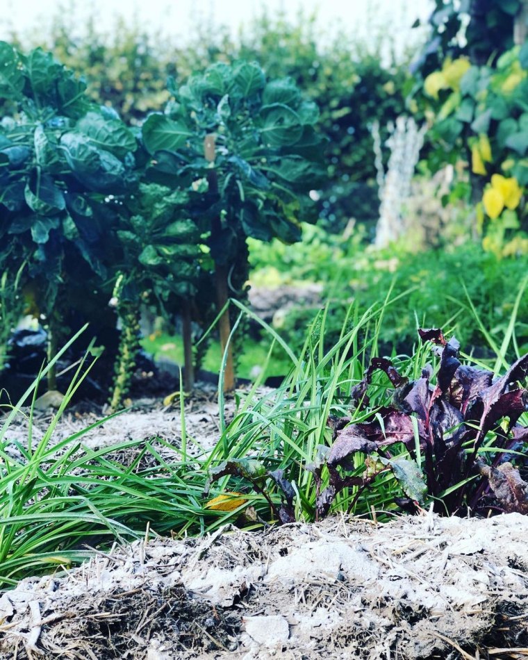 cendres de bois comme desherbant jardin plantes vertes