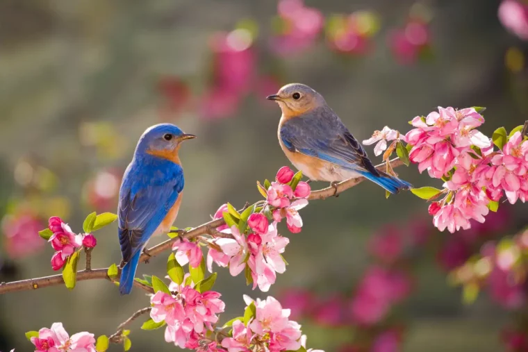 chant d oiseau deux oiseaux sur une branche fleurie