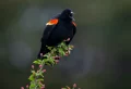 Pourquoi les oiseaux chantent le matin – les théories du chœur de l’aube !