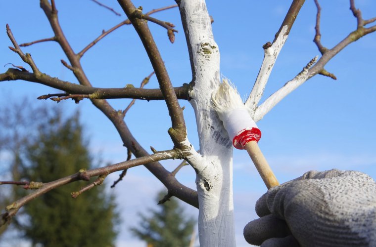 chaulage des arbres fruitiers branches ciel blue