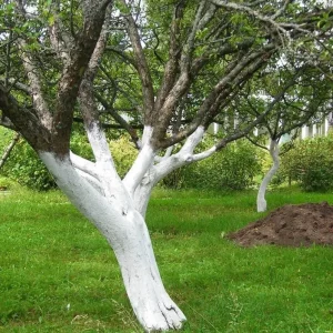 Quel produit pour remplacer le chaulage des arbres fruitiers ? Solutions contre le stress thermique et les parasites
